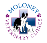 Logo for Moloney Veterinary Clinics featuring a black and white collie dog and a white cat standing in front of a blue cross. The words Moloney and Veterinary Clinics are written around the animals with paw prints on either side.