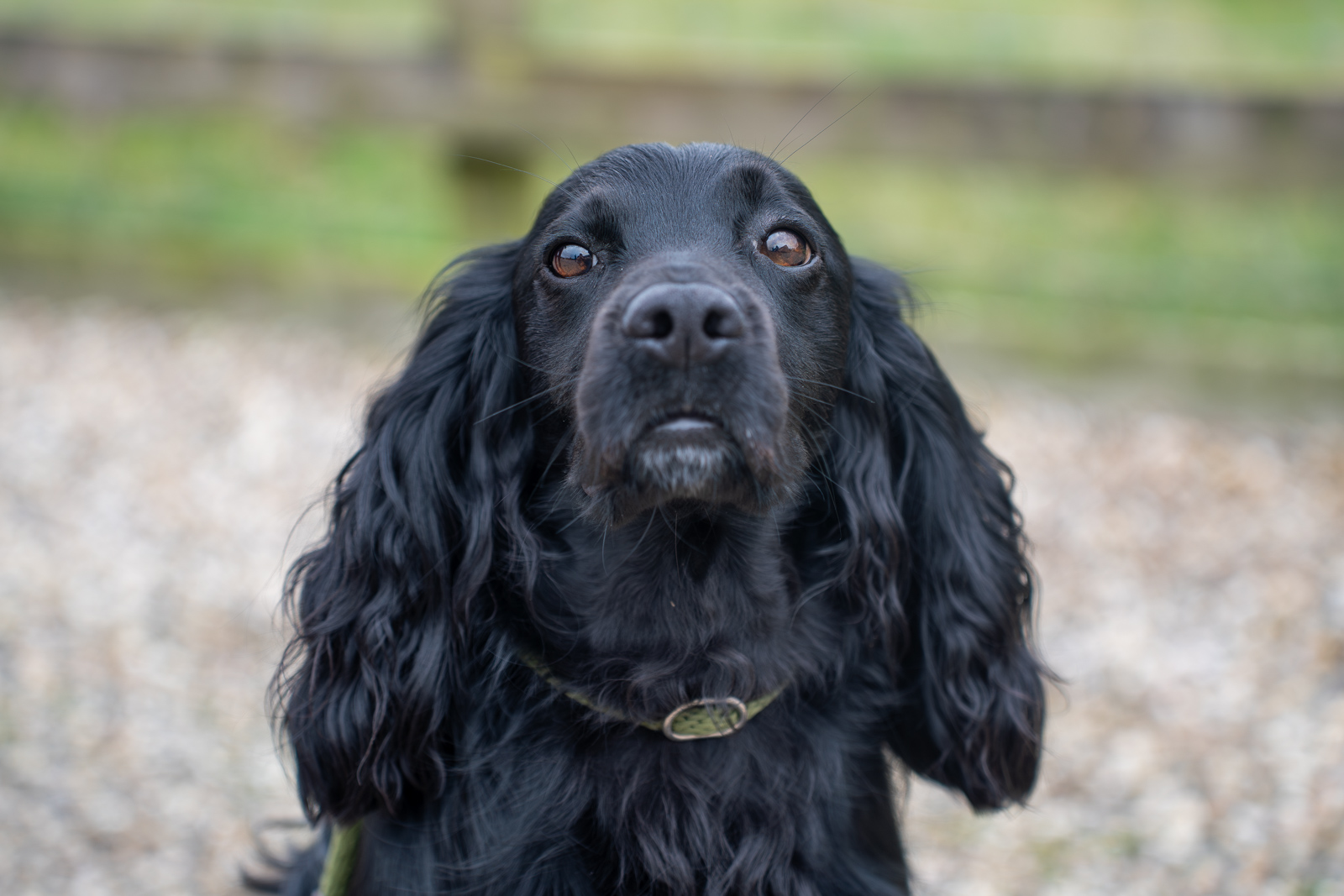 A close-up image of a black dog with long, wavy ears and a shiny coat, looking up against a blurred outdoor background with grass and a wooden fence.