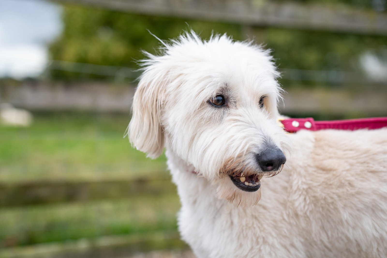 A fluffy, cream-colored dog with a shaggy coat looks to the side while standing outdoors. The dog is wearing a red harness, and the background shows a blurred fence and greenery.