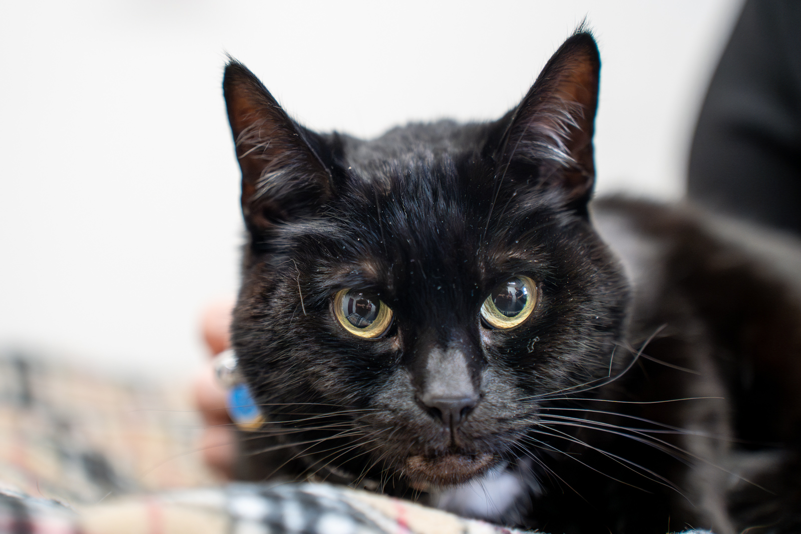 Close-up of a black cat with large, bright eyes, resting on a plaid blanket. Someone is gently petting the cat, creating a calm and cozy atmosphere.